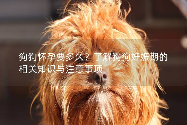 狗狗懷孕要多久？了解狗狗妊娠期的相關(guān)知識與注意事項
