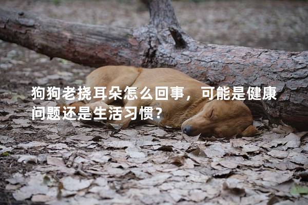 狗狗老撓耳朵怎么回事，可能是健康問題還是生活習慣？