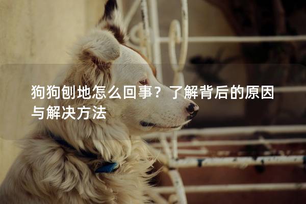 狗狗刨地怎么回事？了解背后的原因與解決方法