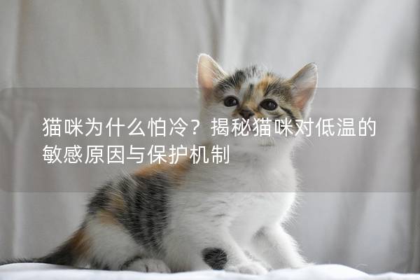 貓咪為什么怕冷？揭秘貓咪對低溫的敏感原因與保護機制