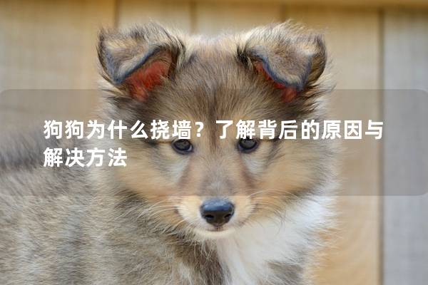 狗狗為什么撓墻?了解背后的原因與解決方法 狗狗為什么撓墻?了解背后的原因與解決方法