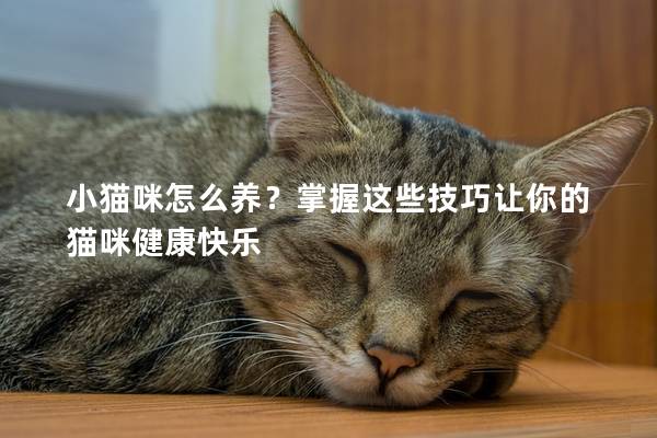 小貓咪怎么養？掌握這些技巧讓你的貓咪健康快樂