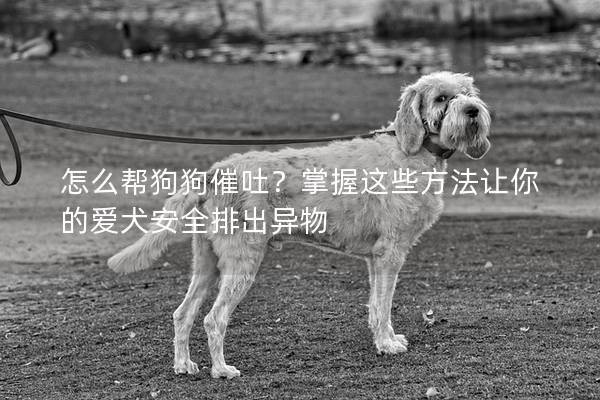 怎么幫狗狗催吐？掌握這些方法讓你的愛(ài)犬安全排出異物