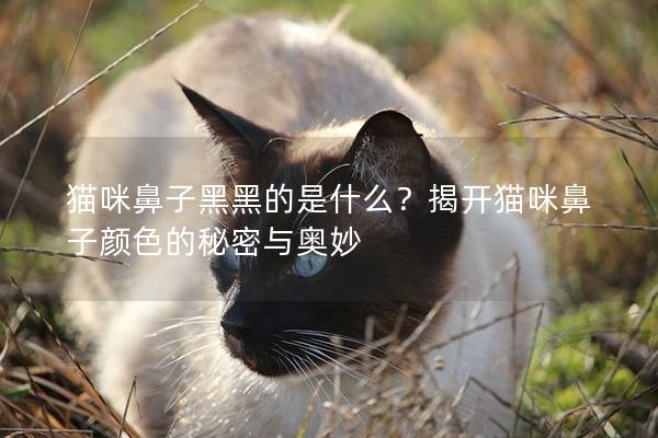 貓咪鼻子黑黑的是什么？揭開貓咪鼻子顏色的秘密與奧妙