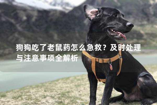 狗狗吃了老鼠藥怎么急救？及時(shí)處理與注意事項(xiàng)全解析
