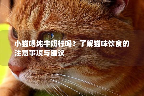 小貓喝純牛奶行嗎？了解貓咪飲食的注意事項與建議