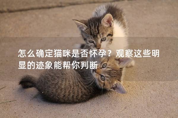 怎么確定貓咪是否懷孕？觀察這些明顯的跡象能幫你判斷