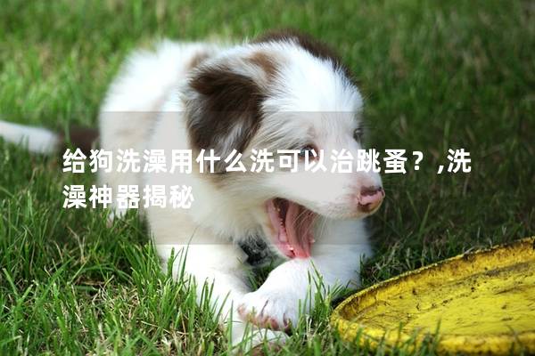 給狗洗澡用什么洗可以治跳蚤？,洗澡神器揭秘