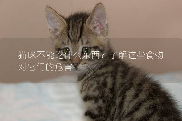 貓咪不能吃什么東西？了解這些食物對(duì)它們的危害