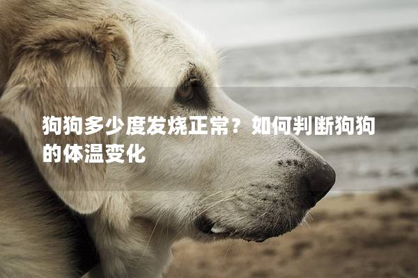 狗狗多少度發燒正常？如何判斷狗狗的體溫變化