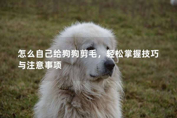 怎么自己給狗狗剪毛，輕松掌握技巧與注意事項