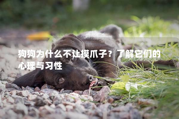 狗狗為什么不讓摸爪子？了解它們的心理與習(xí)性