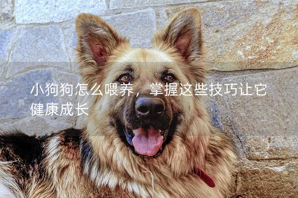 小狗狗怎么喂養，掌握這些技巧讓它健康成長