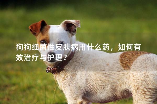 狗狗細菌性皮膚病用什么藥，如何有效治療與護理？