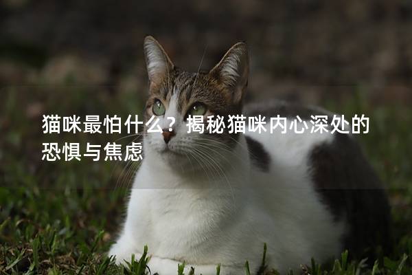 貓咪最怕什么？揭秘貓咪內(nèi)心深處的恐懼與焦慮