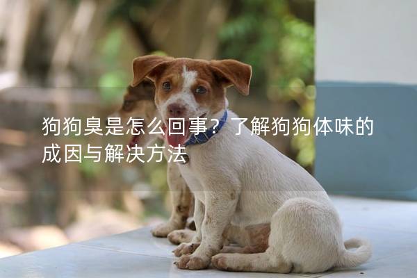 狗狗臭是怎么回事？了解狗狗體味的成因與解決方法