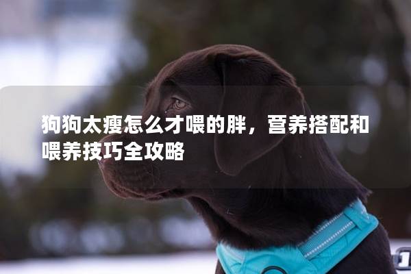 狗狗太瘦怎么才喂的胖，營養搭配和喂養技巧全攻略