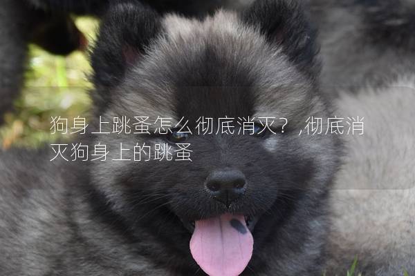 狗身上跳蚤怎么徹底消滅？,徹底消滅狗身上的跳蚤