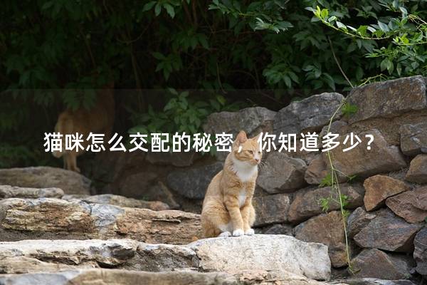 貓咪怎么交配的秘密，你知道多少？