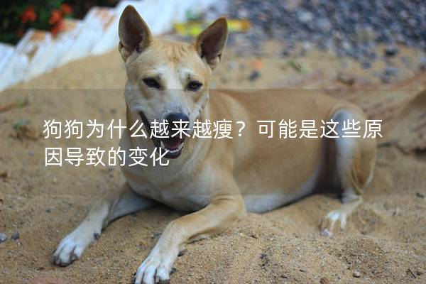 狗狗為什么越來越瘦？可能是這些原因導致的變化