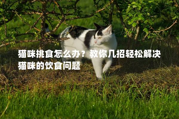 貓咪挑食怎么辦？教你幾招輕松解決貓咪的飲食問題