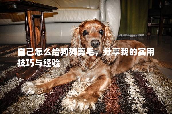 自己怎么給狗狗剪毛，分享我的實用技巧與經驗