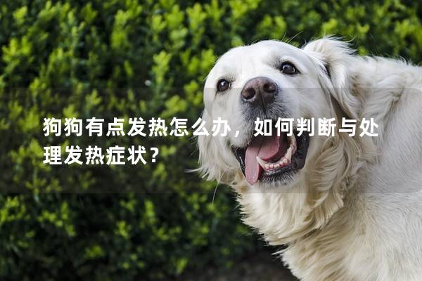 狗狗有點發(fā)熱怎么辦，如何判斷與處理發(fā)熱癥狀？