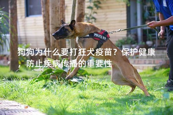 狗狗為什么要打狂犬疫苗？保護健康，防止疾病傳播的重要性