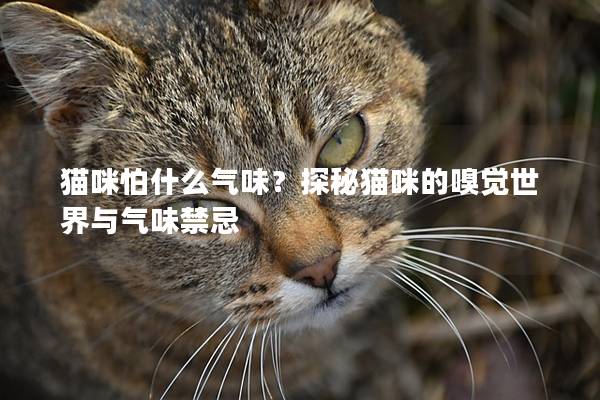 貓咪怕什么氣味？探秘貓咪的嗅覺世界與氣味禁忌