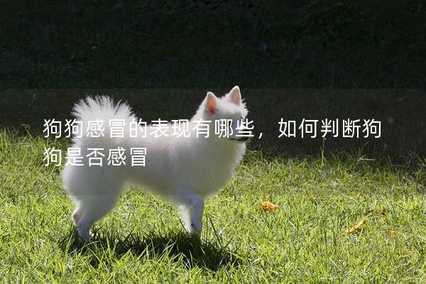 狗狗感冒的表現有哪些,如何判斷狗狗是否感冒 狗狗感冒的表現有哪些,如何判斷狗狗是否感冒