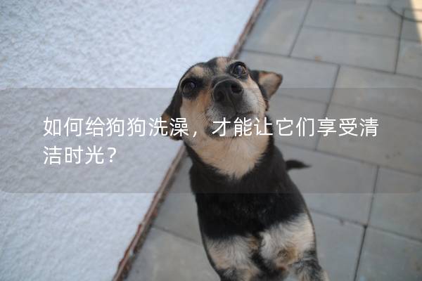 如何給狗狗洗澡，才能讓它們享受清潔時光？