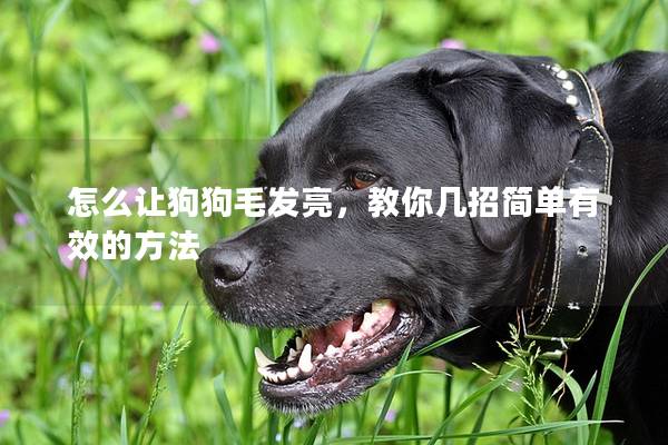 怎么讓狗狗毛發(fā)亮，教你幾招簡(jiǎn)單有效的方法