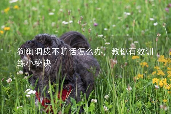 狗狗調(diào)皮不聽(tīng)話怎么辦，教你有效訓(xùn)練小秘訣