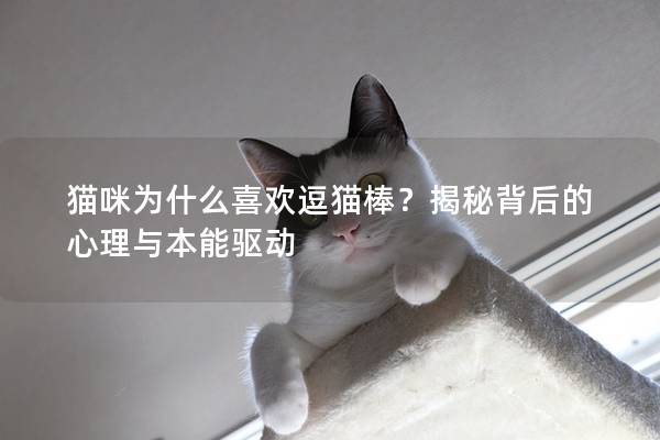 貓咪為什么喜歡逗貓棒？揭秘背后的心理與本能驅動