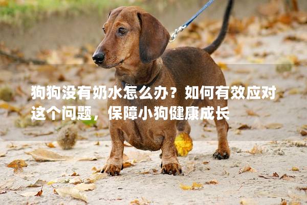 狗狗沒有奶水怎么辦？如何有效應對這個問題，保障小狗健康成長