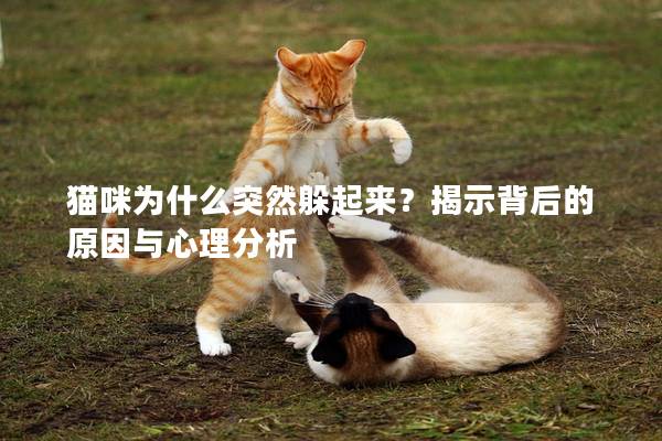 貓咪為什么突然躲起來？揭示背后的原因與心理分析