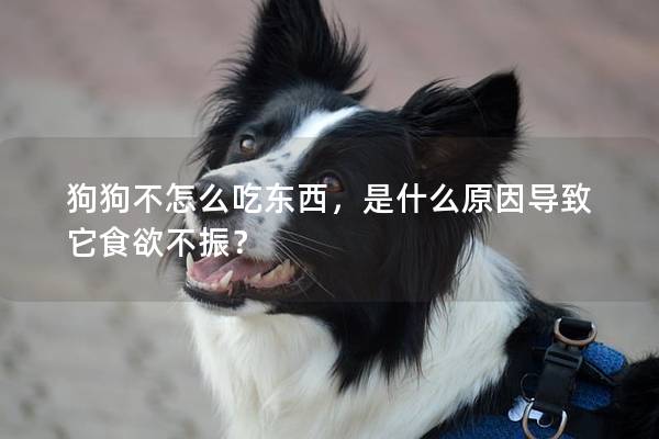狗狗不怎么吃東西，是什么原因導致它食欲不振？