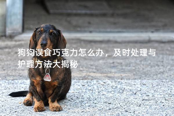 狗狗誤食巧克力怎么辦，及時(shí)處理與護(hù)理方法大揭秘