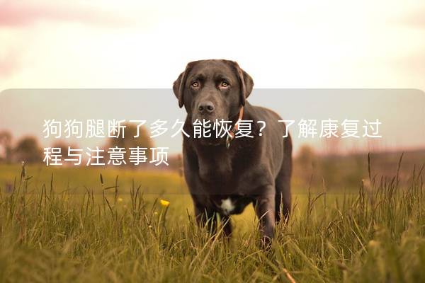 狗狗腿斷了多久能恢復(fù)？了解康復(fù)過程與注意事項(xiàng)