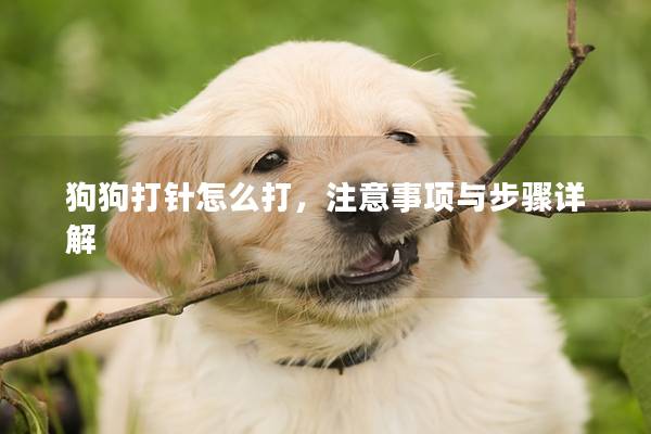 狗狗打針怎么打，注意事項與步驟詳解