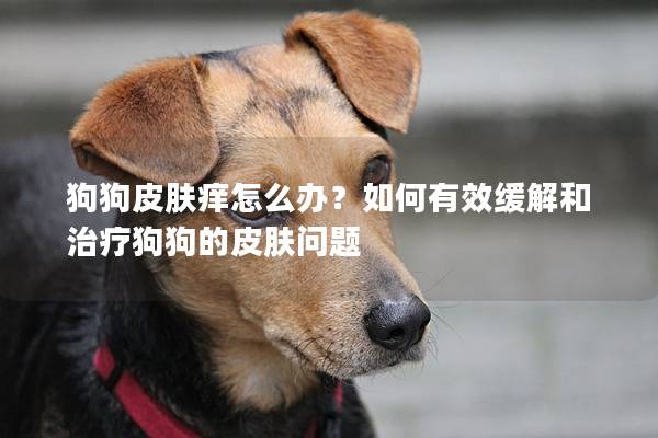 狗狗皮膚癢怎么辦？如何有效緩解和治療狗狗的皮膚問題