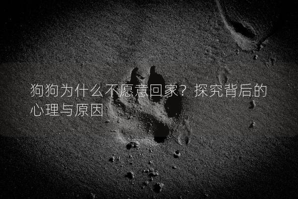 狗狗為什么不愿意回家?探究背后的心理與原因 狗狗為什么不愿意回家?探究背后的心理與原因