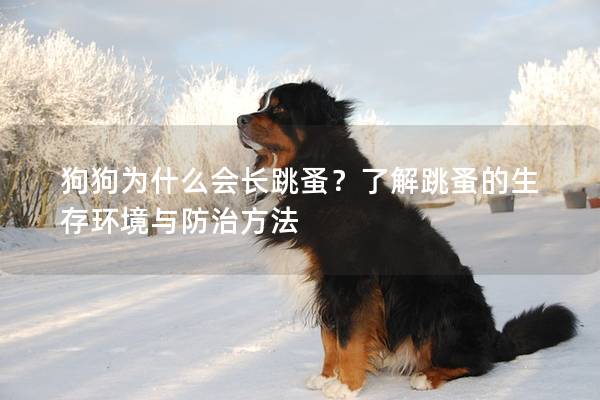 狗狗為什么會長跳蚤？了解跳蚤的生存環境與防治方法