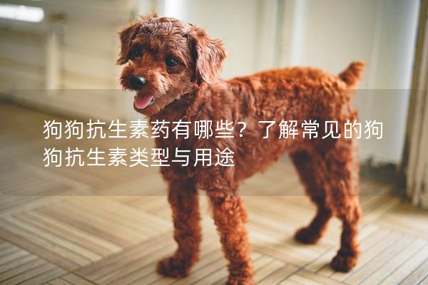 狗狗抗生素藥有哪些？了解常見的狗狗抗生素類型與用途