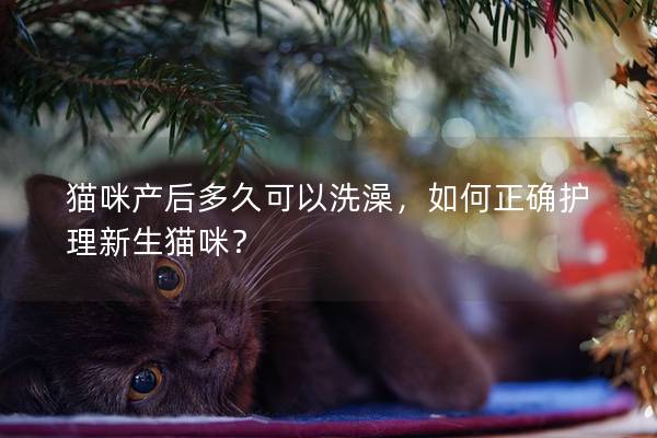 貓咪產(chǎn)后多久可以洗澡，如何正確護(hù)理新生貓咪？