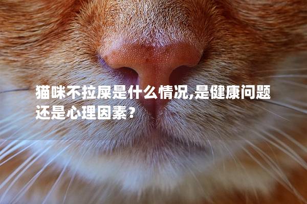 貓咪不拉屎是什么情況,是健康問題還是心理因素？