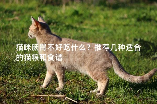 貓咪腸胃不好吃什么？推薦幾種適合的貓糧和食譜