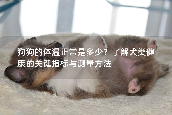 狗狗的體溫正常是多少？了解犬類健康的關(guān)鍵指標(biāo)與測量方法