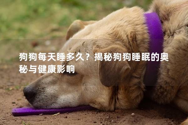 狗狗每天睡多久？揭秘狗狗睡眠的奧秘與健康影響