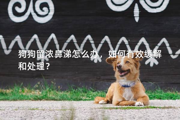 狗狗留濃鼻涕怎么辦，如何有效緩解和處理？